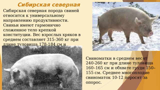 Принадлежит свинье. Сибирская Северная свинья. Кемеровская порода свиней. Сибирская Северная порода свиней. Свинья по продуктивности.