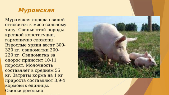 Принадлежащий свинье. Муромская порода свиней. Таблица супоросности свиноматок. Опорос поросят таблица. Календарь опороса свиноматки.