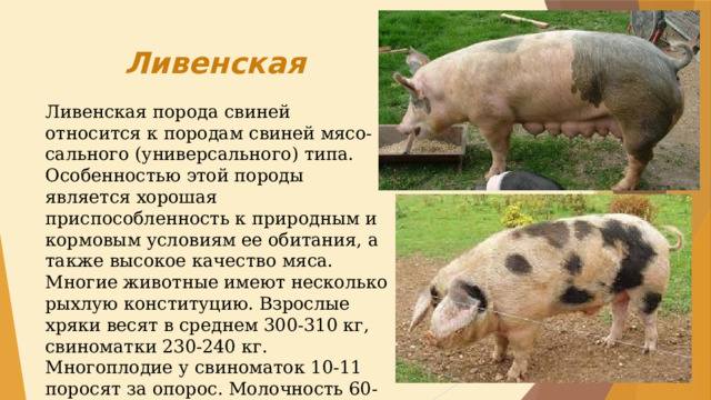 Принадлежащий свинье. Ливенская порода свиней. Ливенская порода поросят. Ливенская порода поросят характеристики.