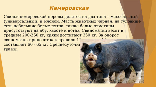 Принадлежит свинье. Кемеровская порода свиней. Кемеровская порода свиноматки. Ливенская порода свиней. Доклад про Кемеровскую породу свиньи.
