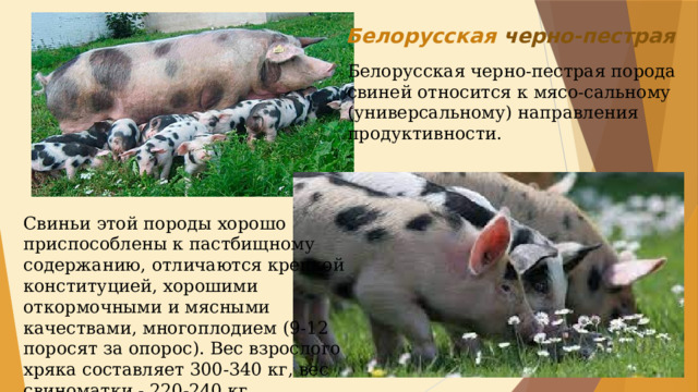 Принадлежащий свинье. Белорусская черно-пестрая порода свиней. Белорусская пестрая порода поросят. Породы свиней по направлению продуктивности. Сальные породы свиней.