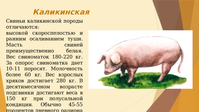 11 свиней. Гемпширская порода свиней опорос. Свинка для презентации. Шаблон презентации поросята.