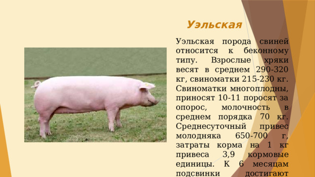 Презентация породы свиней