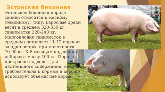 Принадлежит свинье. Эстонская беконная свинья. Эстонская беконная порода. Беконная порода свиней. Эстонская мясная порода свиней.