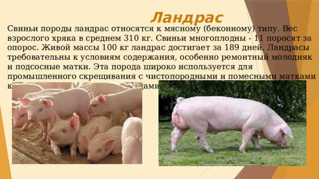 Кабанчик породы ландрас. Породы свиней на букву м. Породы свиней в Беларуси. Неспецифическая ландрас.
