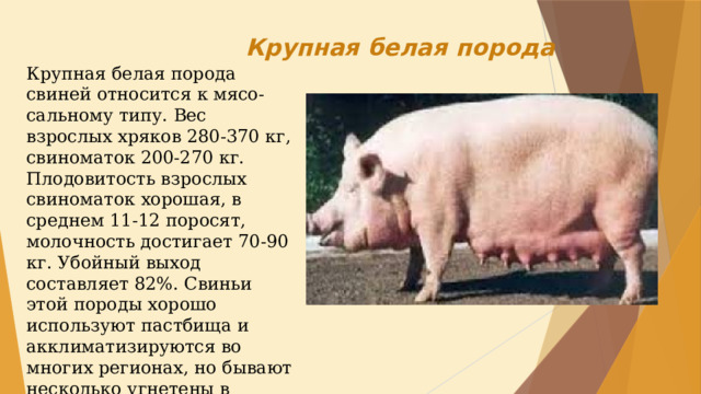 Презентация породы свиней
