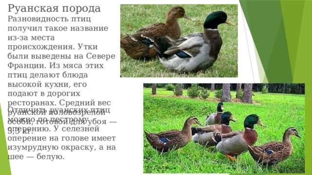 уткят - Животные в Северо-Казахстанская область - OLX.kz