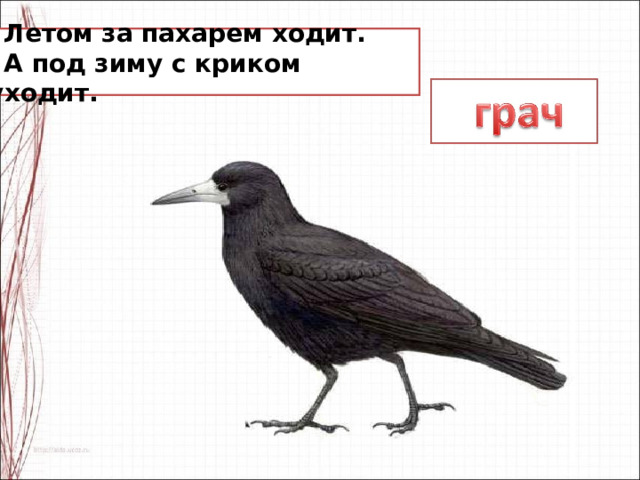 Презентация по изо 2 класс птицы пропорции выражают характер