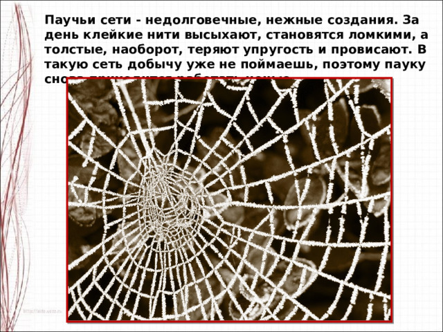 Картинки в паутинке журнал