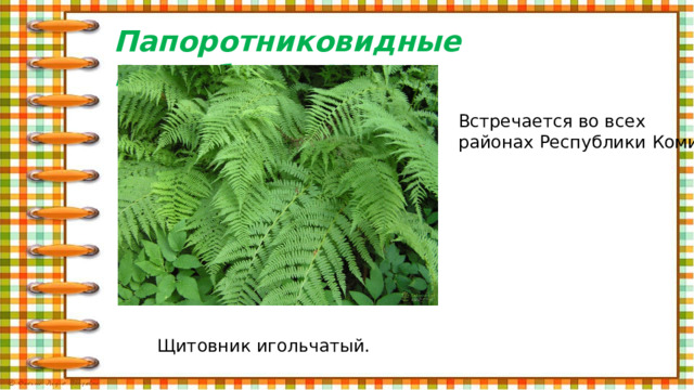 Отдел папоротниковидные презентация