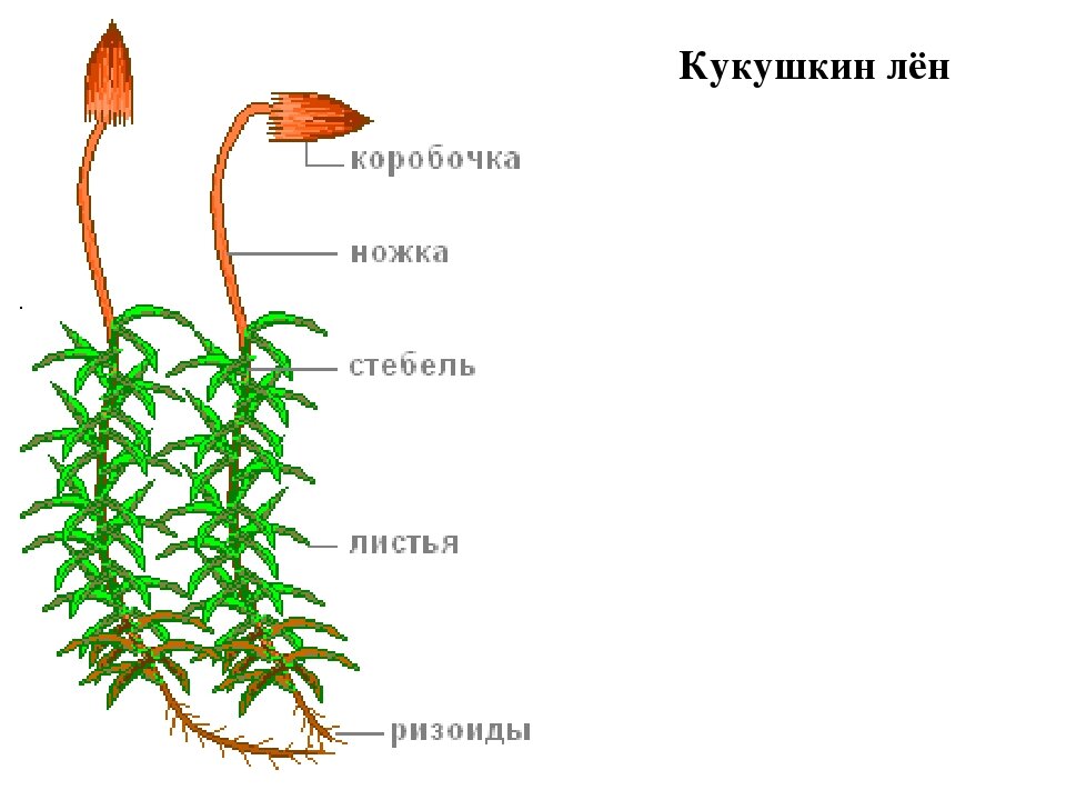 К какому классу относят растение лист которого показан на рисунке 1 листостебельные мхи однодольные