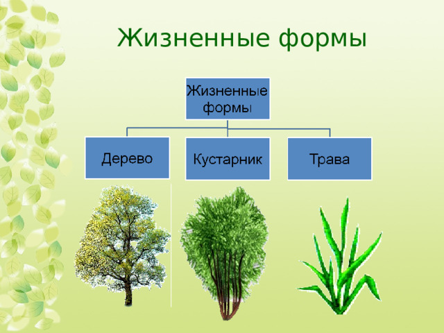 Жизненные формы покрытосеменных примеры