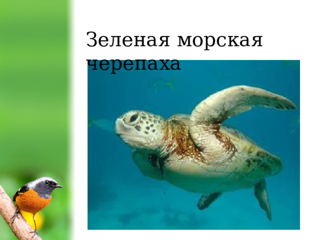 Зеленая морская черепаха 