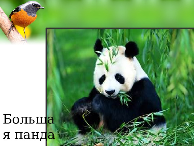 Первая Международная Красная книга Большая панда 