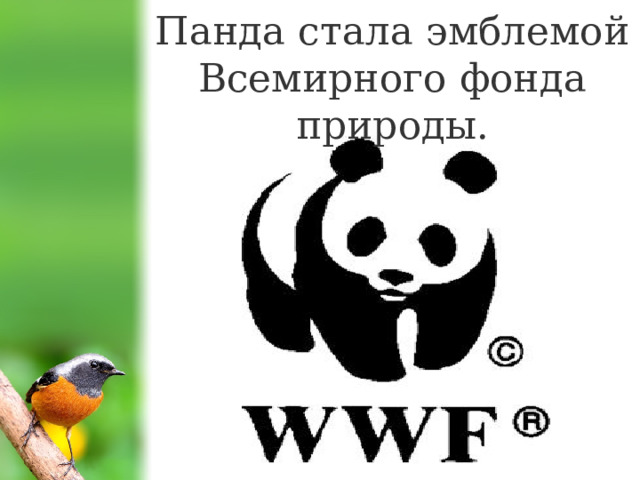Панда стала эмблемой Всемирного фонда природы. 