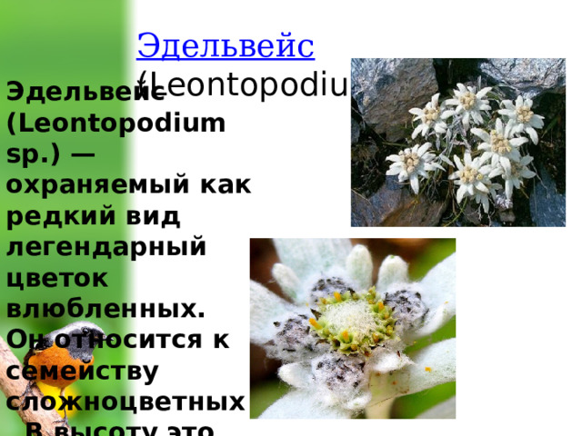 Эдельвейс  (Leontopodium sp.) Эдельвейс (Leontopodium sp.) — охраняемый как редкий вид легендарный цветок влюбленных. Он относится к семейству сложноцветных. В высоту это растение достигает 10-15 см. 