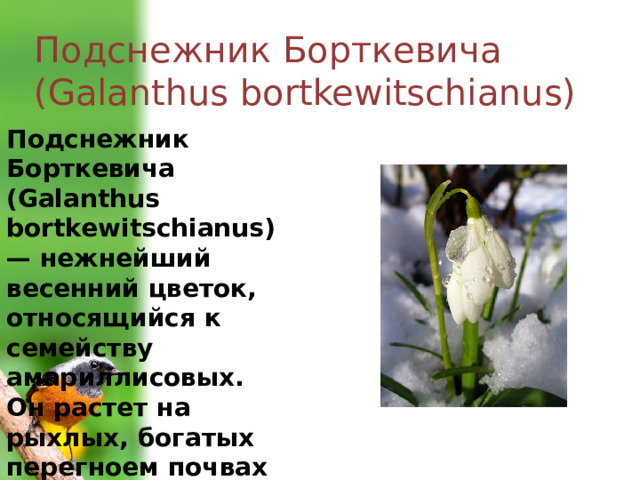Подснежник Борткевича (Galanthus bortkewitschianus) Подснежник Борткевича (Galanthus bortkewitschianus) — нежнейший весенний цветок, относящийся к семейству амариллисовых. Он растет на рыхлых, богатых перегноем почвах лесов среднего и нижнего горного пояса. 