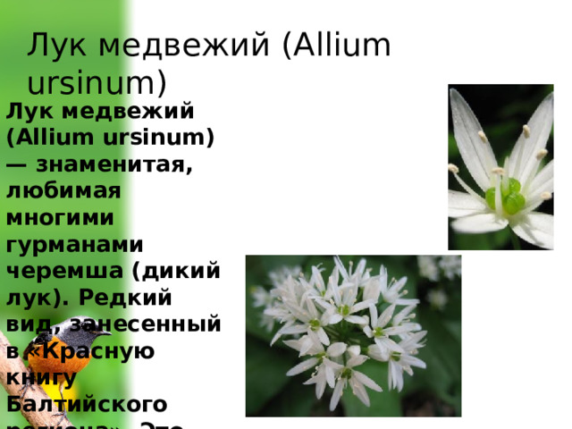 Лук медвежий (Allium ursinum) Лук медвежий (Allium ursinum) — знаменитая, любимая многими гурманами черемша (дикий лук). Редкий вид, занесенный в «Красную книгу Балтийского региона». Это многолетнее растение, относящееся к семейству луковых. 