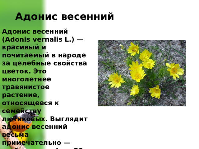 Адонис весенний Адонис весенний (Adonis vernalis L.) — красивый и почитаемый в народе за целебные свойства цветок. Это многолетнее травянистое растение, относящееся к семейству лютиковых. Выглядит адонис весенний весьма примечательно — стебли длиной до 20 см, покрытые у основания коричневатыми чешуйками, имеют пальчато-раздельные листья 