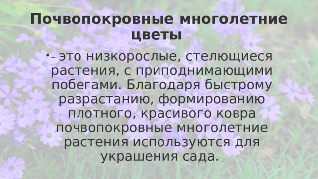 Почвопокровные многолетние цветы – это низкорослые, стелющиеся растения, с приподнимающими побегами. Благодаря быстрому разрастанию, формированию плотного, красивого ковра почвопокровные многолетние растения используются для украшения сада.  