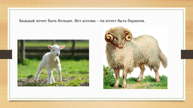 Каждый хочет быть больше. Вот козлик – он хочет быть бараном. 