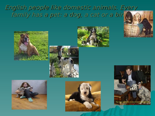  English people like domestic animals. Every family has a pet: a dog, a cat or a bird.   