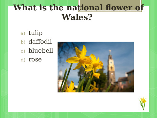 What is the national flower of Wales?   tulip daffodil bluebell rose 