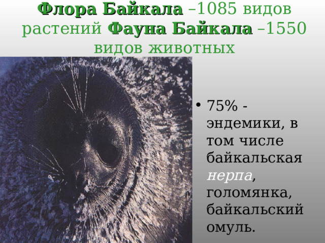 Флора Байкала –1085 видов растений Фауна Байкала –1550 видов животных 75% - эндемики, в том числе байкальская нерпа , голомянка, байкальский омуль. 