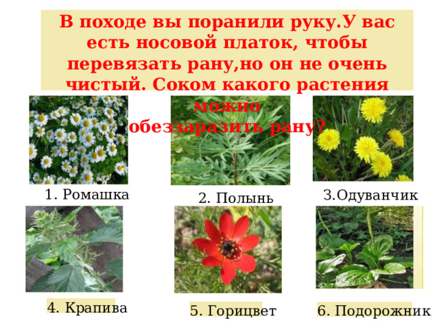 В походе вы поранили руку.У вас есть носовой платок, чтобы перевязать рану,но он не очень чистый. Соком какого растения можно обеззаразить рану? 1. Ромашка З.Одуванчик 2. Полынь 4. Крапива 5. Горицвет 6. Подорожник 