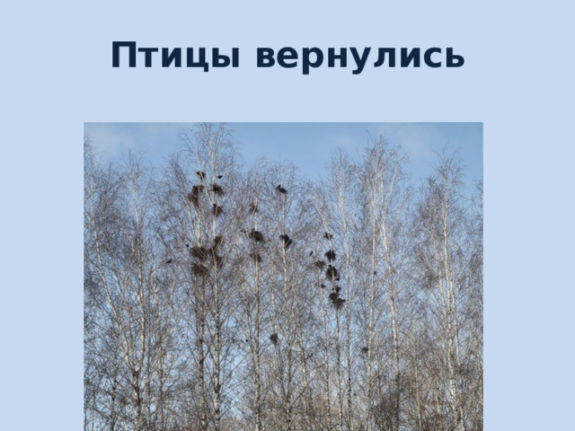 Птицы вернулись 