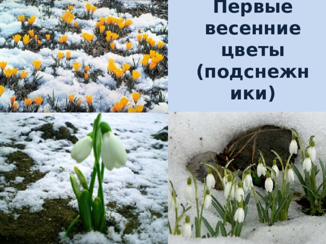 Первые весенние цветы  (подснежники) 