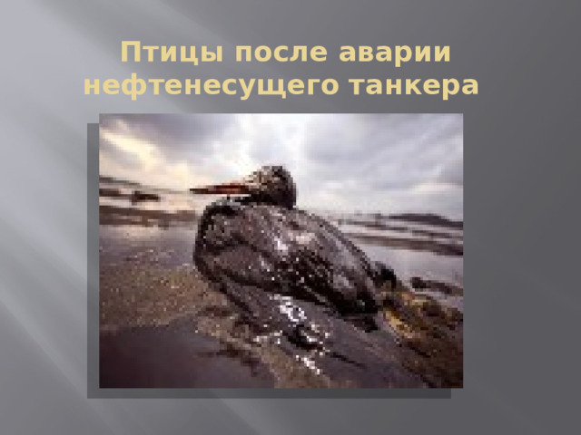  Птицы после аварии нефтенесущего танкера  