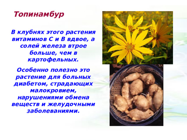 Топинамбур В клубнях этого растения витаминов С и В вдвое, а солей железа втрое больше, чем в картофельных. Особенно полезно это растение для больных диабетом, страдающих малокровием, нарушениями обмена веществ и желудочными заболеваниями. 