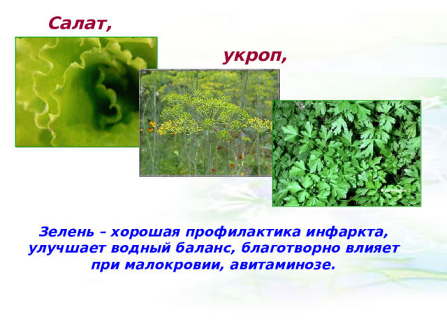  Салат,  укроп,  петрушка Зелень – хорошая профилактика инфаркта, улучшает водный баланс, благотворно влияет при малокровии, авитаминозе. 