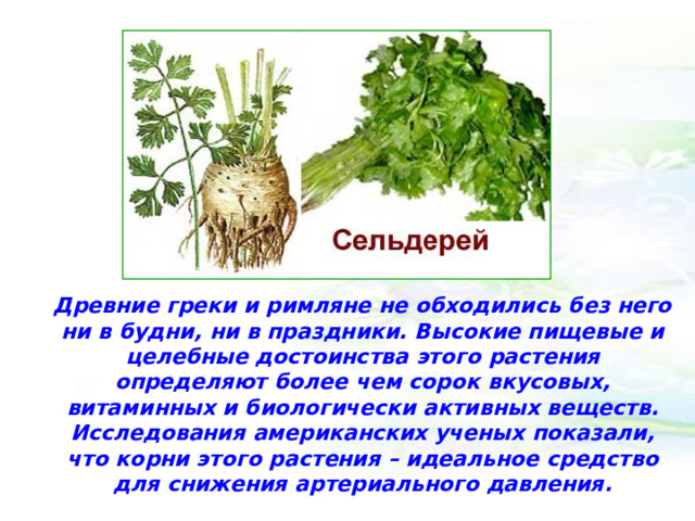 Древние греки и римляне не обходились без него ни в будни, ни в праздники. Высокие пищевые и целебные достоинства этого растения определяют более чем сорок вкусовых, витаминных и биологически активных веществ. Исследования американских ученых показали, что корни этого растения – идеальное средство для снижения артериального давления. 