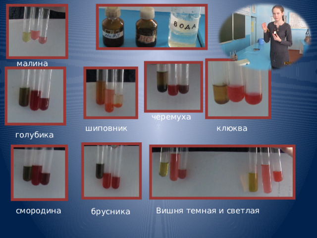 малина черемуха шиповник клюква голубика смородина Вишня темная и светлая брусника 