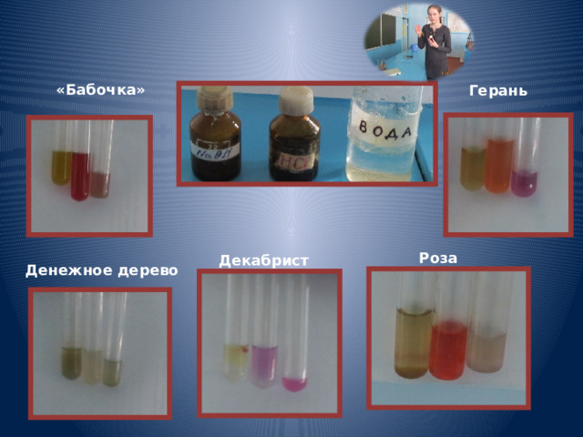 «Бабочка» Герань Роза Декабрист  Денежное дерево 