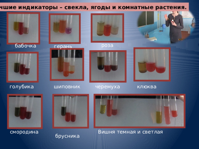 2. Лучшие индикаторы – свекла, ягоды и комнатные растения. роза бабочка герань черемуха голубика клюква шиповник смородина Вишня темная и светлая брусника 