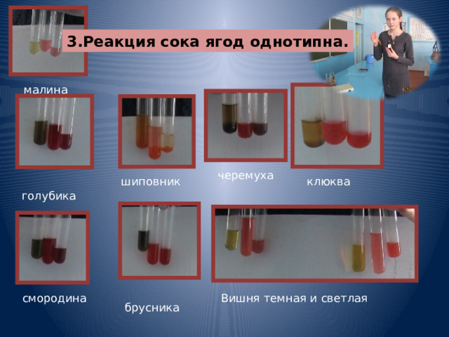 3.Реакция сока ягод однотипна. малина черемуха шиповник клюква голубика смородина Вишня темная и светлая брусника 