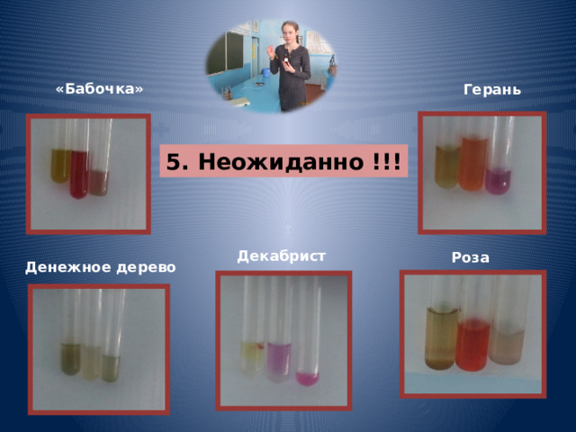 «Бабочка» Герань 5. Неожиданно !!! Декабрист  Роза Денежное дерево 