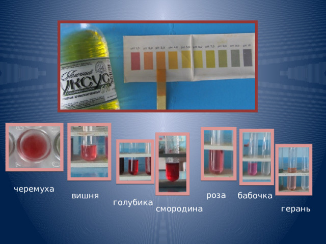 черемуха роза вишня бабочка голубика смородина герань 