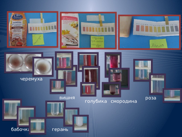 черемуха вишня роза смородина голубика герань бабочка 
