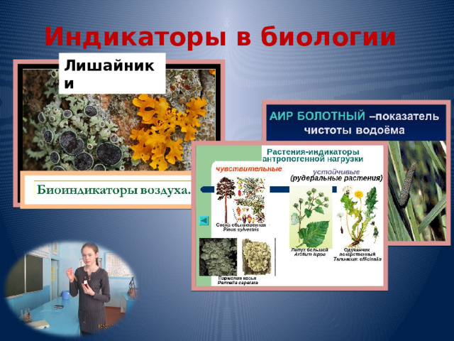 Индикаторы в биологии Лишайники 
