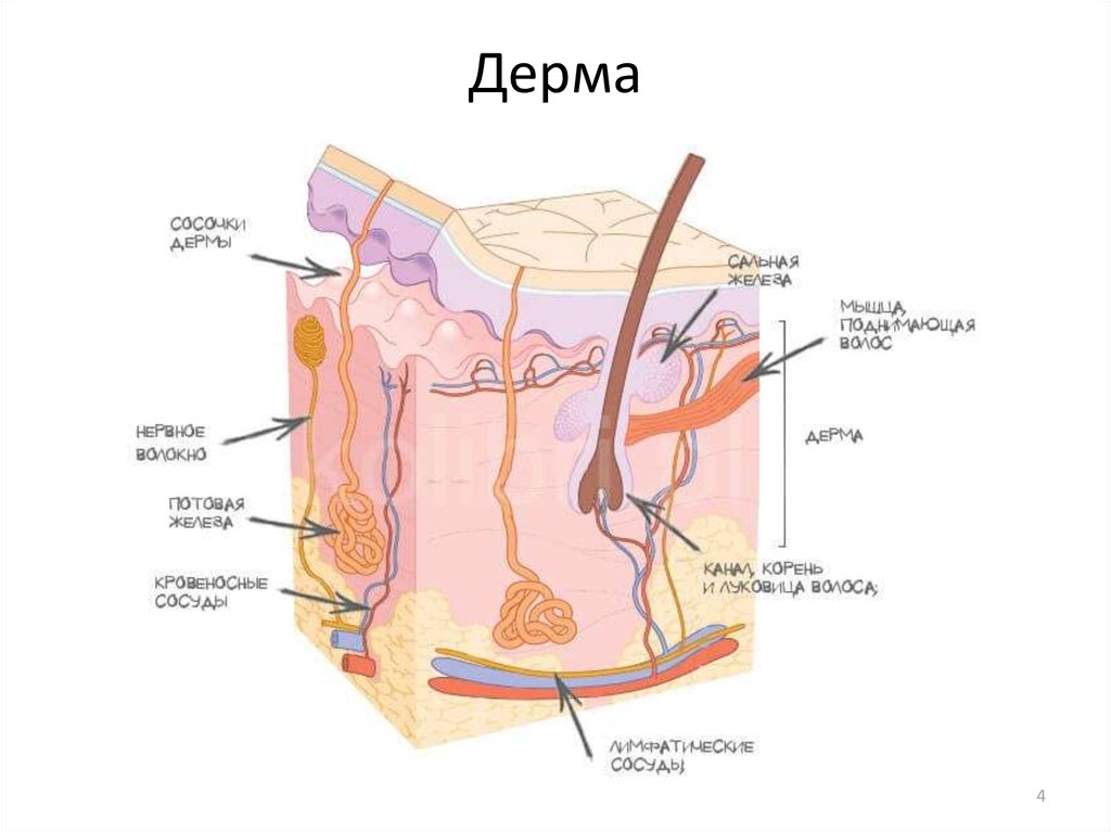 Дерма на рисунке