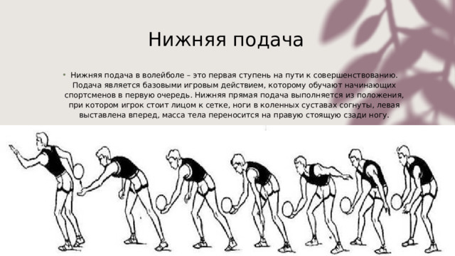 Нижняя подача  Нижняя подача в волейболе – это первая ступень на пути к совершенствованию. Подача является базовыми игровым действием, которому обучают начинающих спортсменов в первую очередь. Нижняя прямая подача выполняется из положения, при котором игрок стоит лицом к сетке, ноги в коленных суставах согнуты, левая выставлена вперед, масса тела переносится на правую стоящую сзади ногу. 