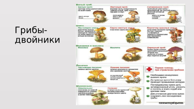 Заполни таблицу названия грибов двойников Съедобные и ядовитые грибы