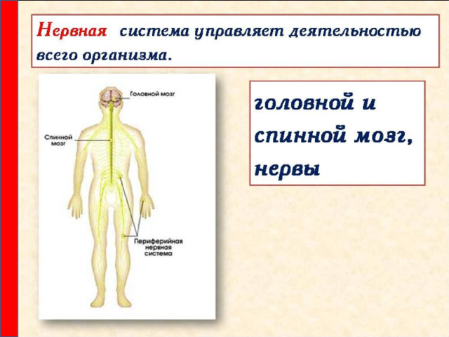 Окружающий мир 3 класс организм человека презентация 3 класс