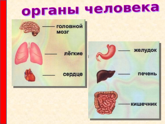 Какие бывают органы. Органы бывают. Что обозначают органы. Какой орган самый горячий в человеческом теле.