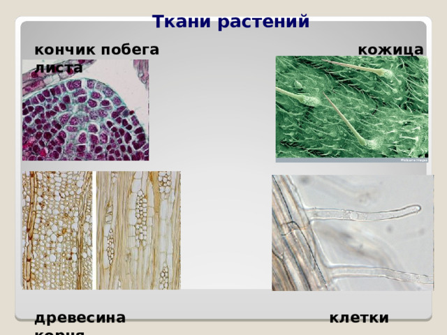 Ткани растений кончик побега кожица листа  древесина клетки корня 