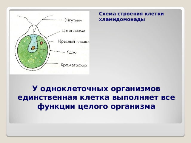 Клетка хламидомонады